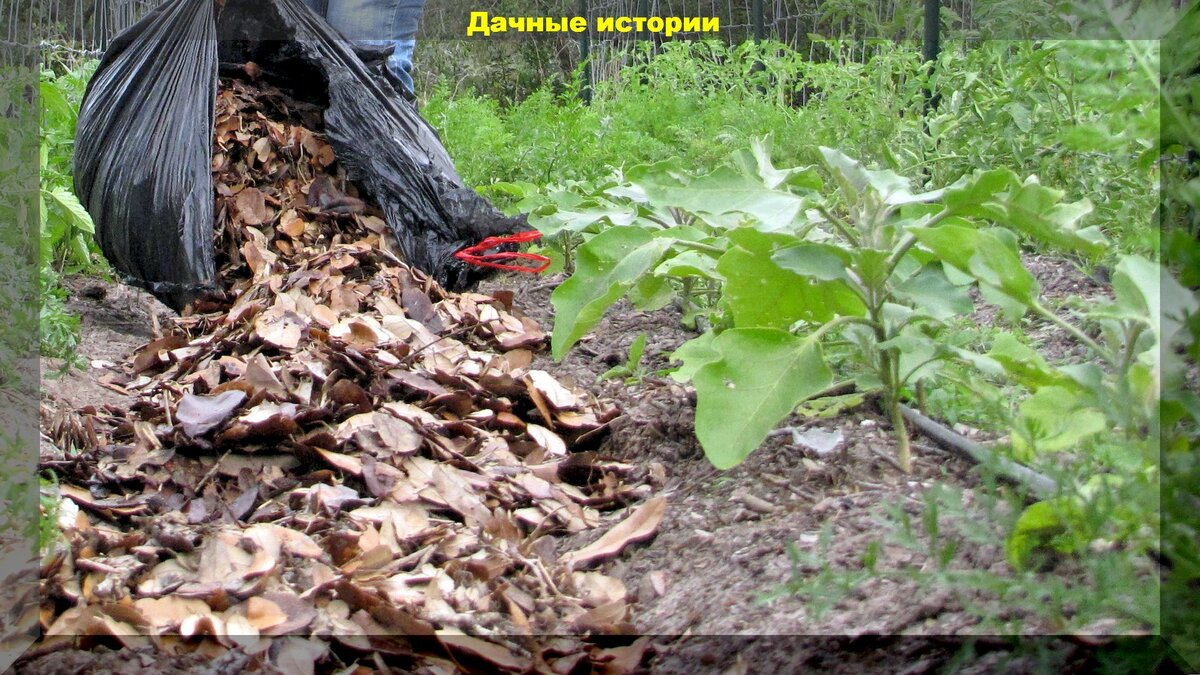 Угроза растениям