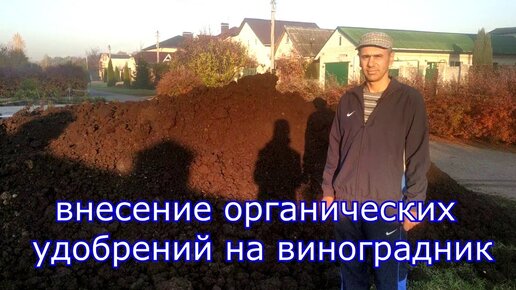 Внесение органических удобрений на виноградник