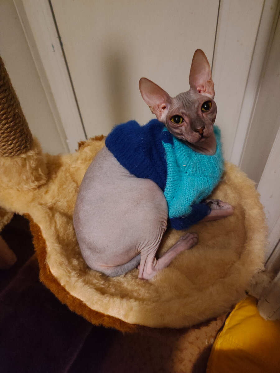 Донской сфинкс Каролина 1 год