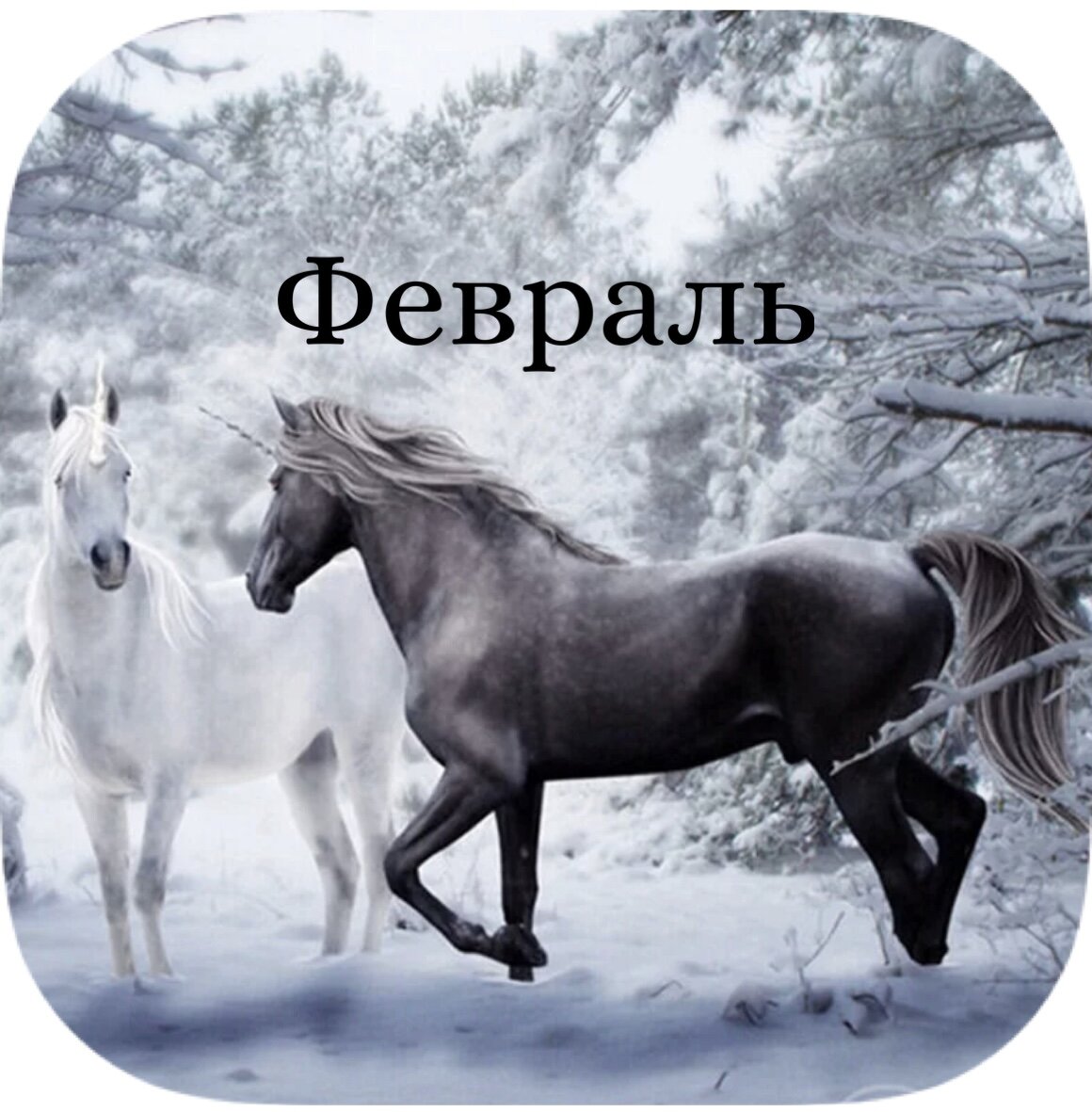 Белые кони зимой. Лошади зимой. Белая лошадь зимой. Белый конь. Белые кони зимой.