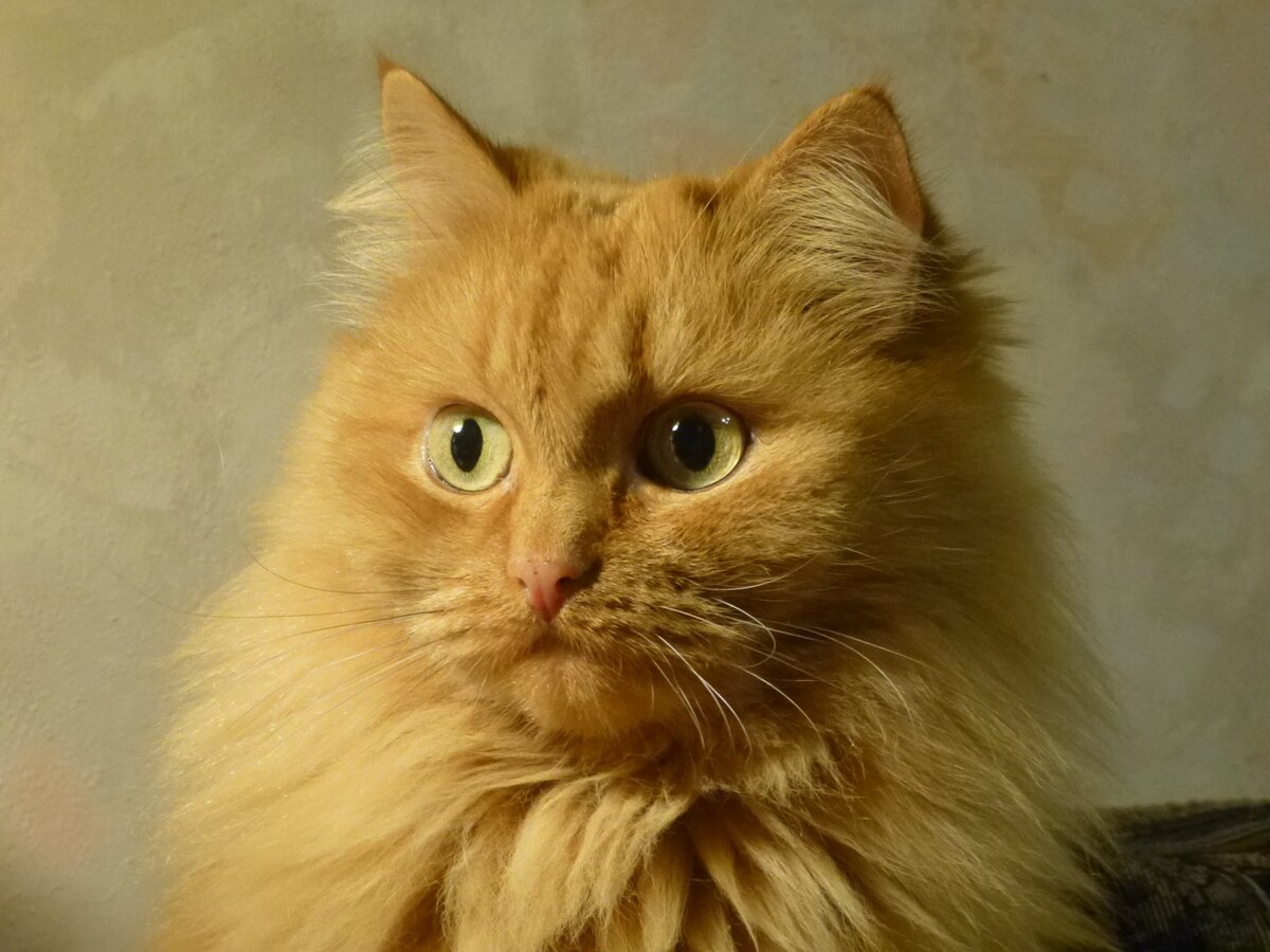 Кася
