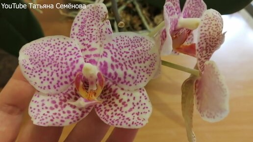 Выращивание орхидеи Башмачок (Пафиопедилум/Paphiopedilum) в домашних условиях.