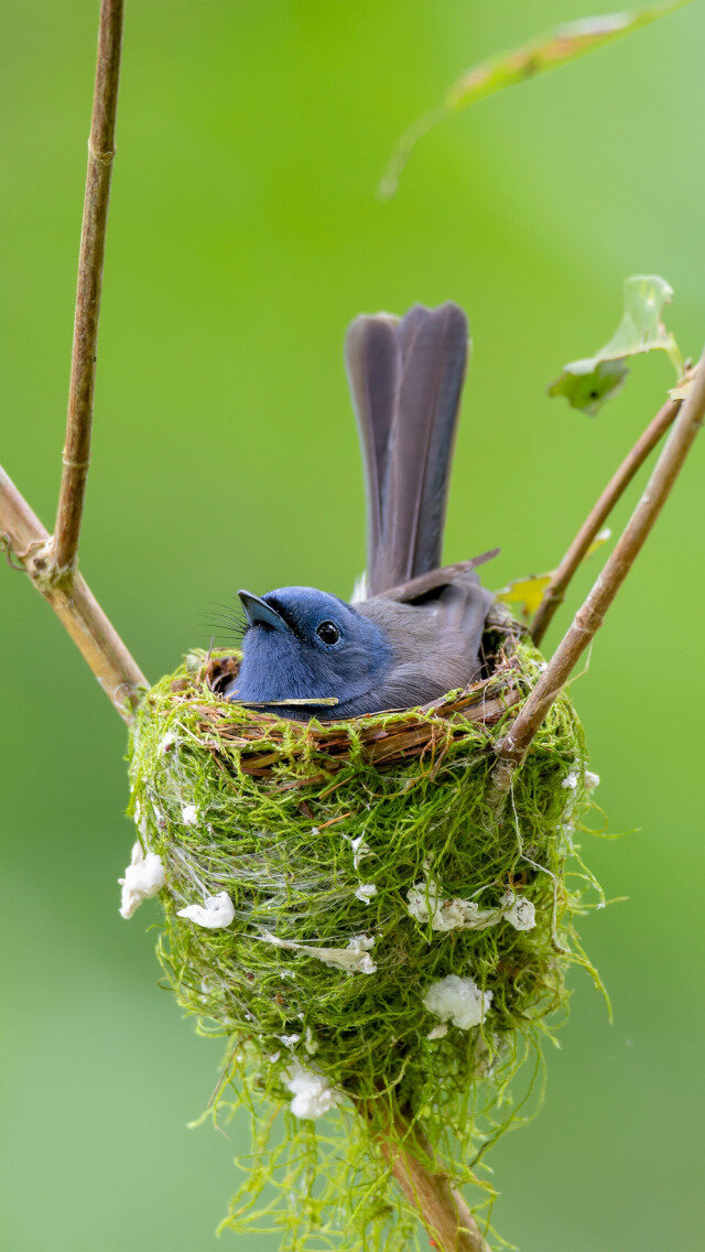 Угнездилась!)))