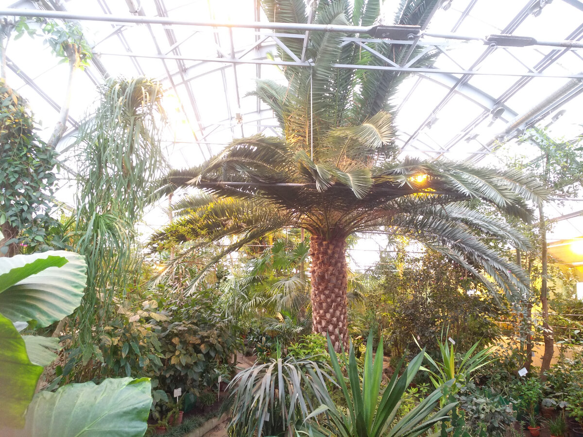 Финиковая пальма