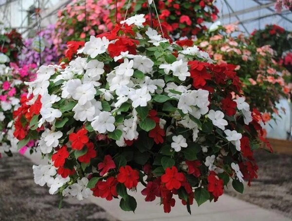 Бальзамины ампельные