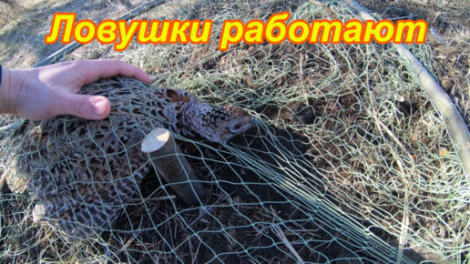 Ловушки для фазанов своими руками - смотреть видео / Сибирский охотник
