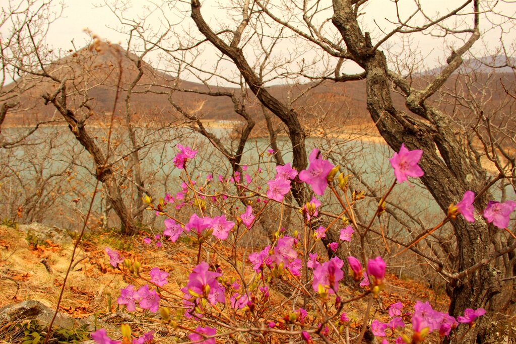 тот же день примерно в том же месте (бухта Лошкевич, г.Находка, Приморский край) цветочки рододендрона поднимают настроение :)