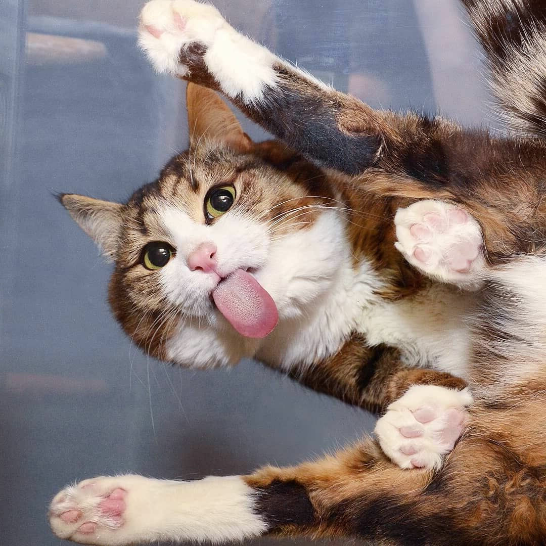 Приколы про кошек