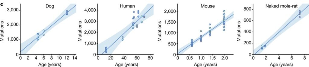    Линейная регрессия бремени соматических замен (количества мутаций в соматических клетках) в зависимости от индивидуального возраста на примере собак, людей, мышей и голых землекопов. Заштрихованные области обозначают 95% доверительные интервалы линии регрессии. / © Cagan A., et al., Nature, 2022