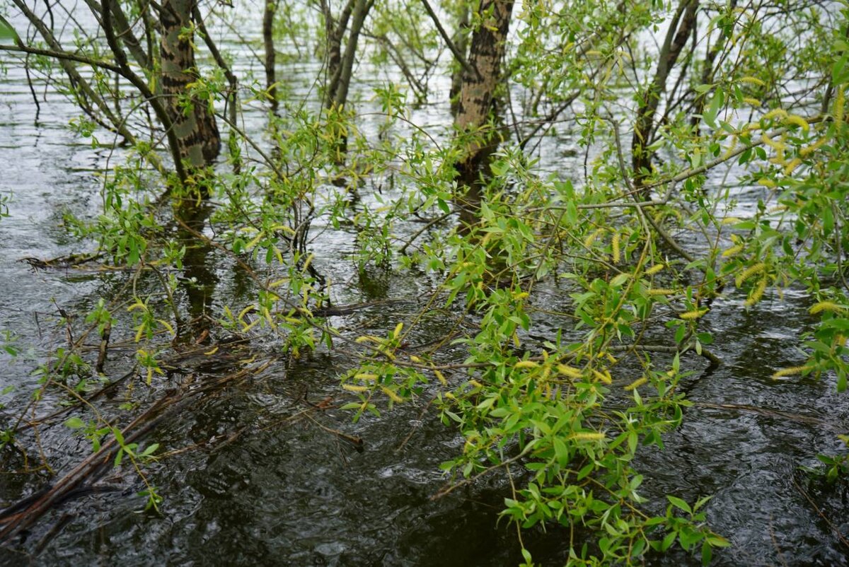 Фоторабота современного ученого и фотографа Елены Попковой. Волго-Ахтубинская пойма. 2022. https://elenapopkova.art