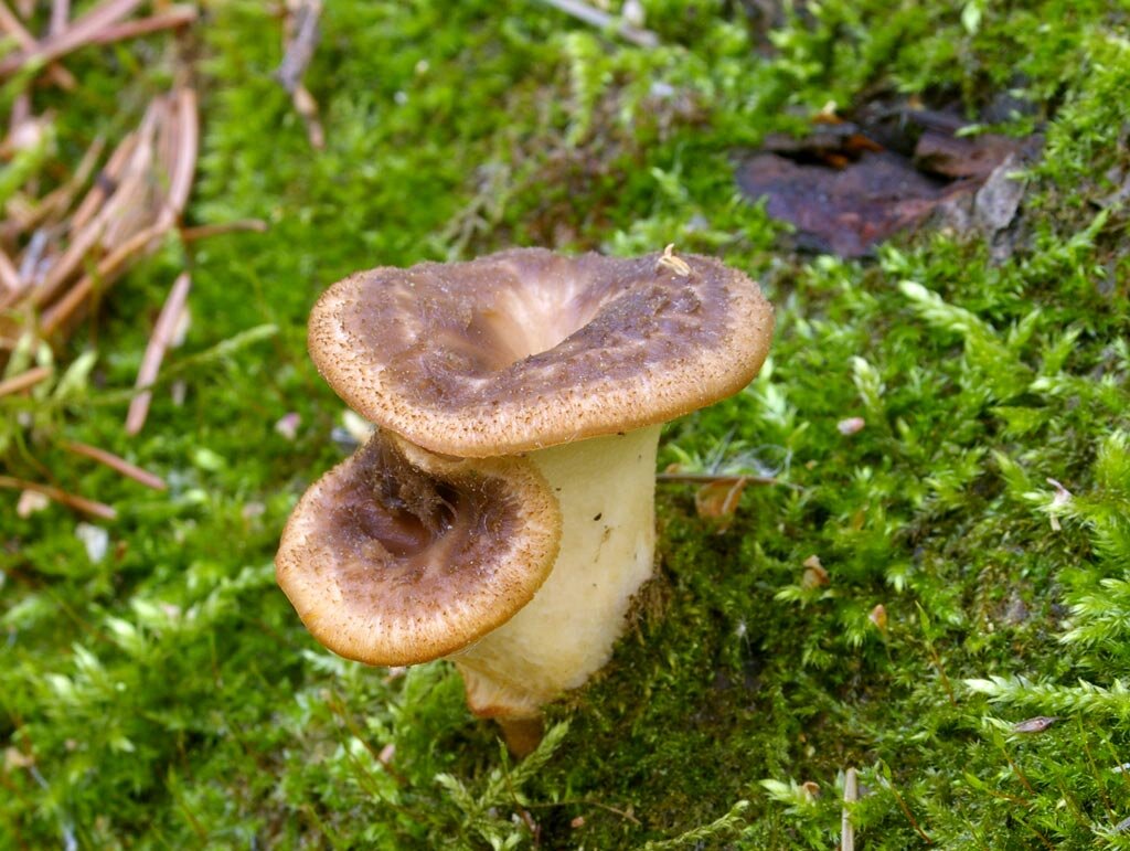 Какой "трутовик" из этого вырастет - чешуйчатый или клубненосный? (фото И.Лебединского)