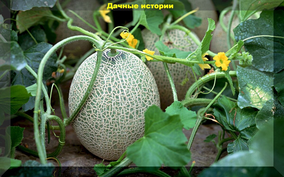 https://vk.com/photo-159774511_457253181