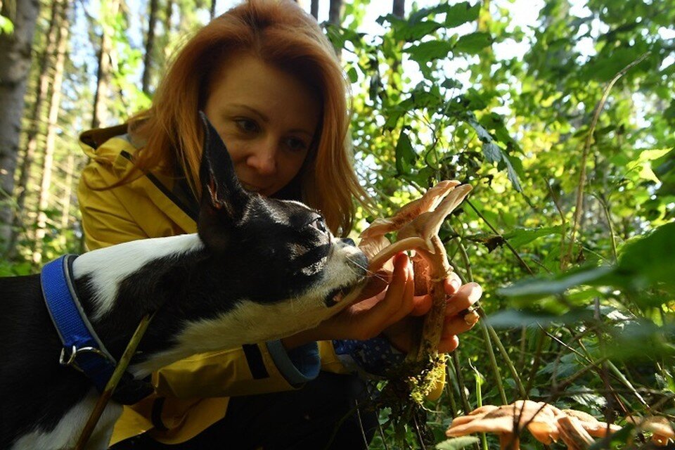     Уникальный гриб и таежные ягоды могут собрать хабаровчане Евгения ГУСЕВА