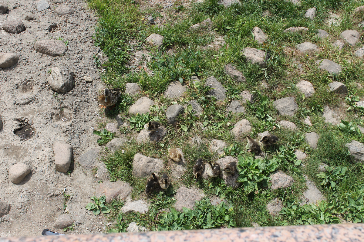 Утка с утятами. Фото автора