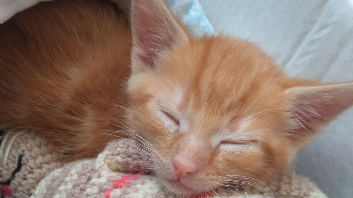 Котенок Юпитер