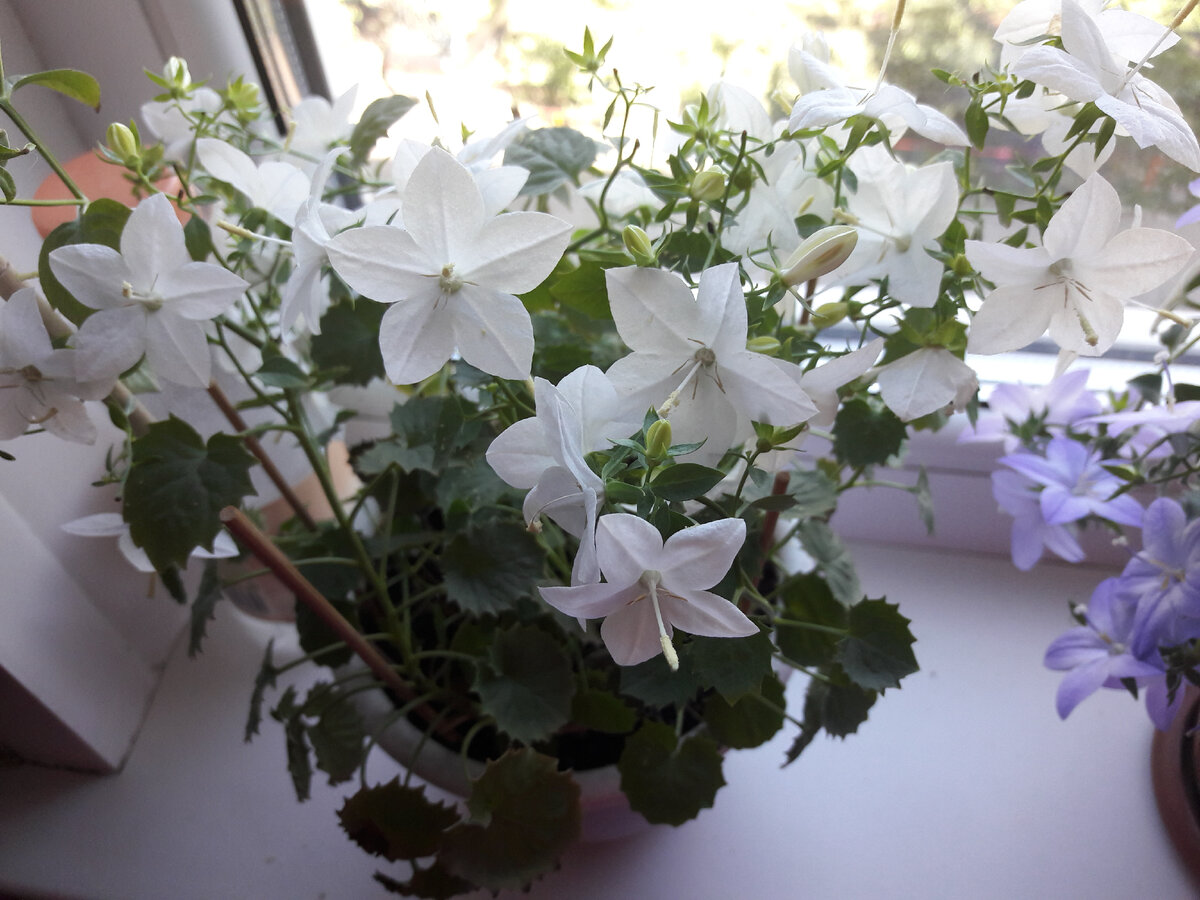 Кампанула Альба "невеста"