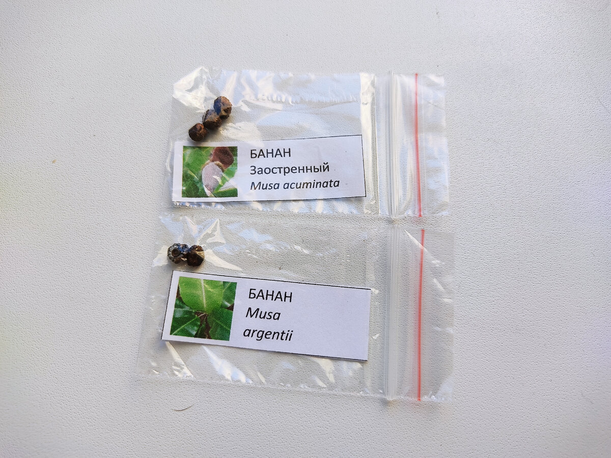 Семена пальмы