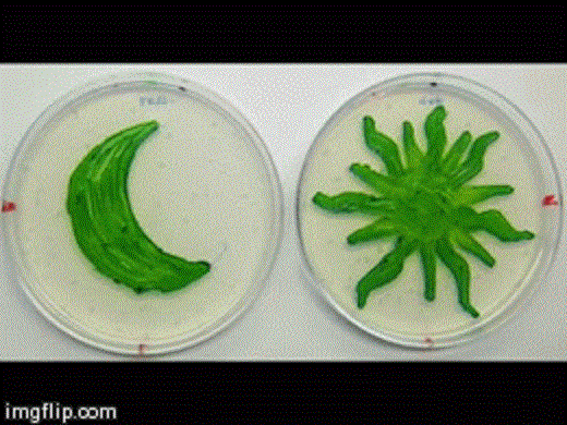 Светящиеся культуры цианобактерий