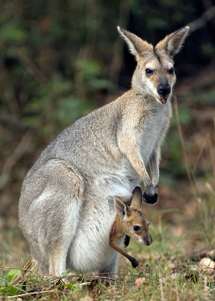 Животное кенгуру с малышом в сумке