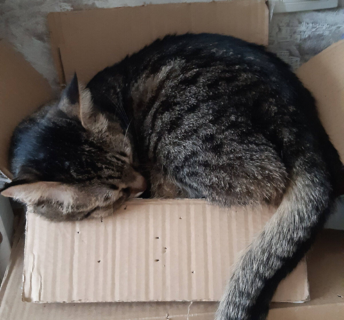 Ну и что, что я весь не поместился! Главное, я в коробке! Фото автора.