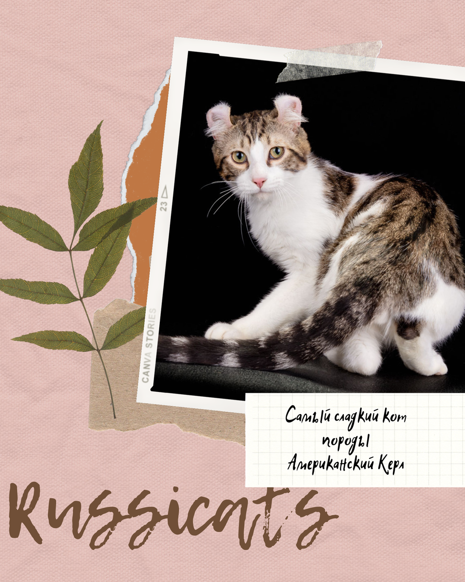 На фото короткошерстный керл GC Russicats Crasy Curl