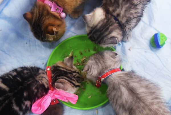 Фото: РИА Новости/Наталья Селиверстова