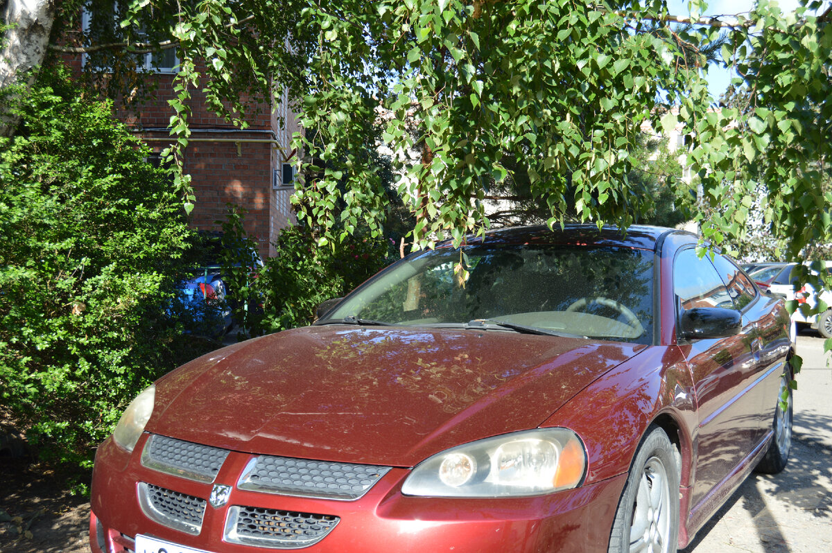 Фото автора. Спрятался в тенёчек.