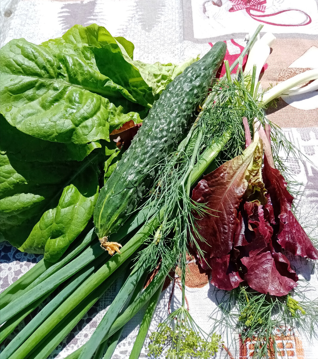 Первый огурчик