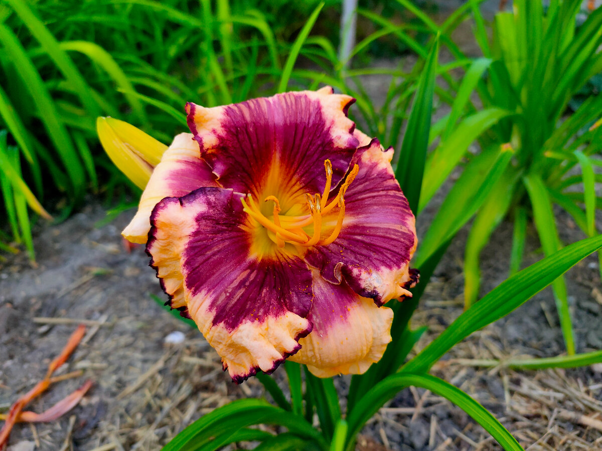 Лилейник привезённый еще из Новосибирска 