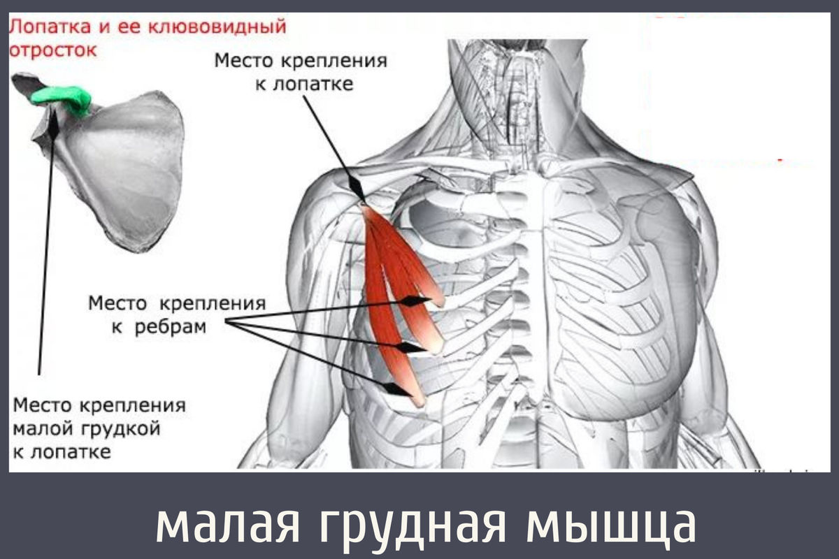 Плечелопаточные и иные… Что это за «зона»? | здрава с Александром Крыгиным  | Дзен