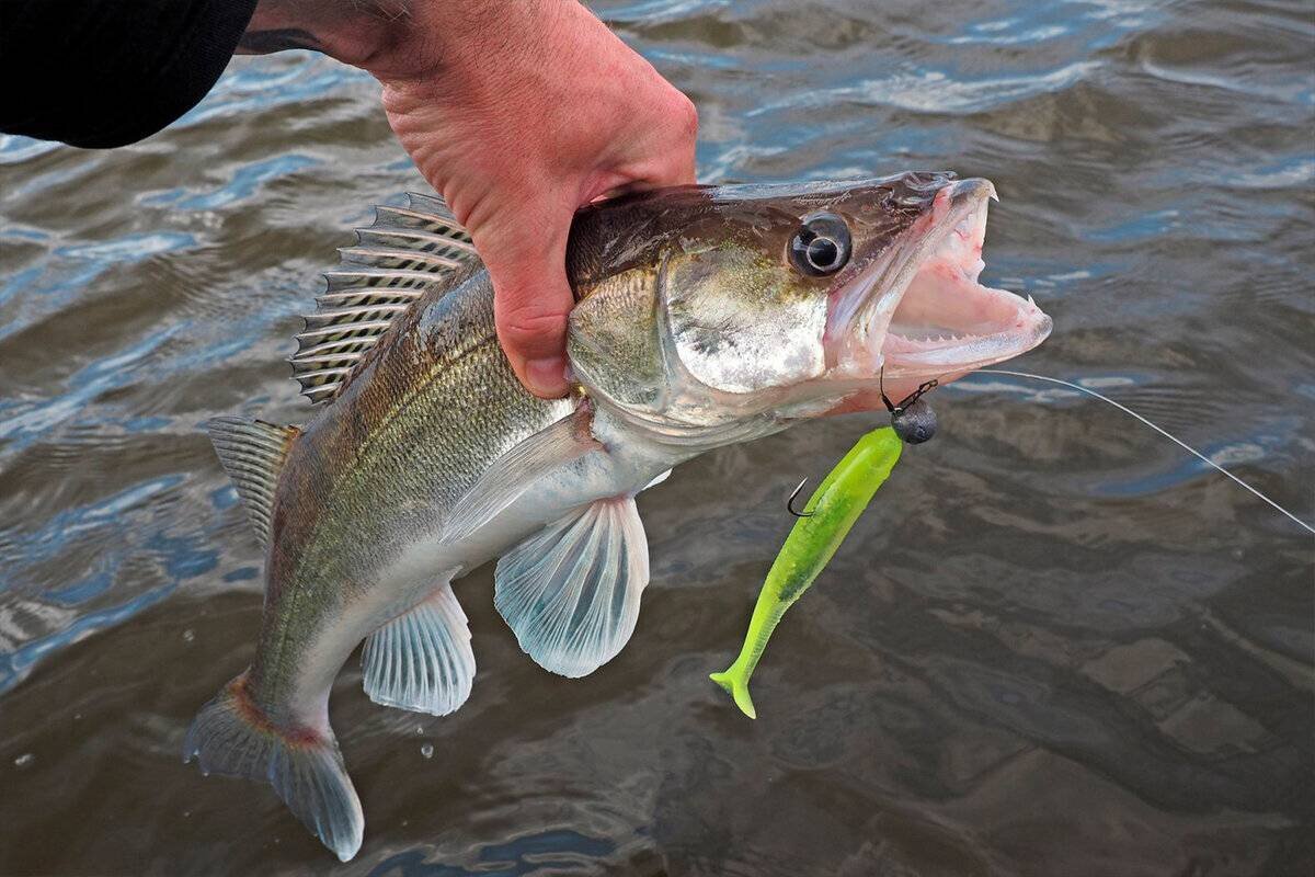 Судак белоглазый. Судак на джиг. Судак на спиннинг. Судак на спиннинг. Можно ловить судака.