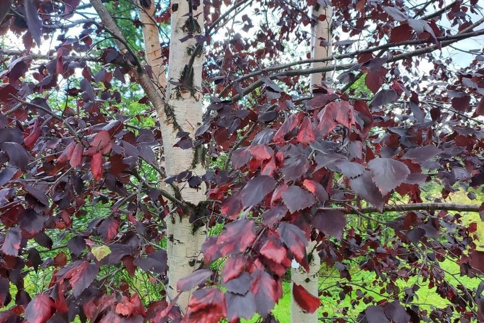     Единственная в Мурманской области береза с красными листьями растет в Апатитах.