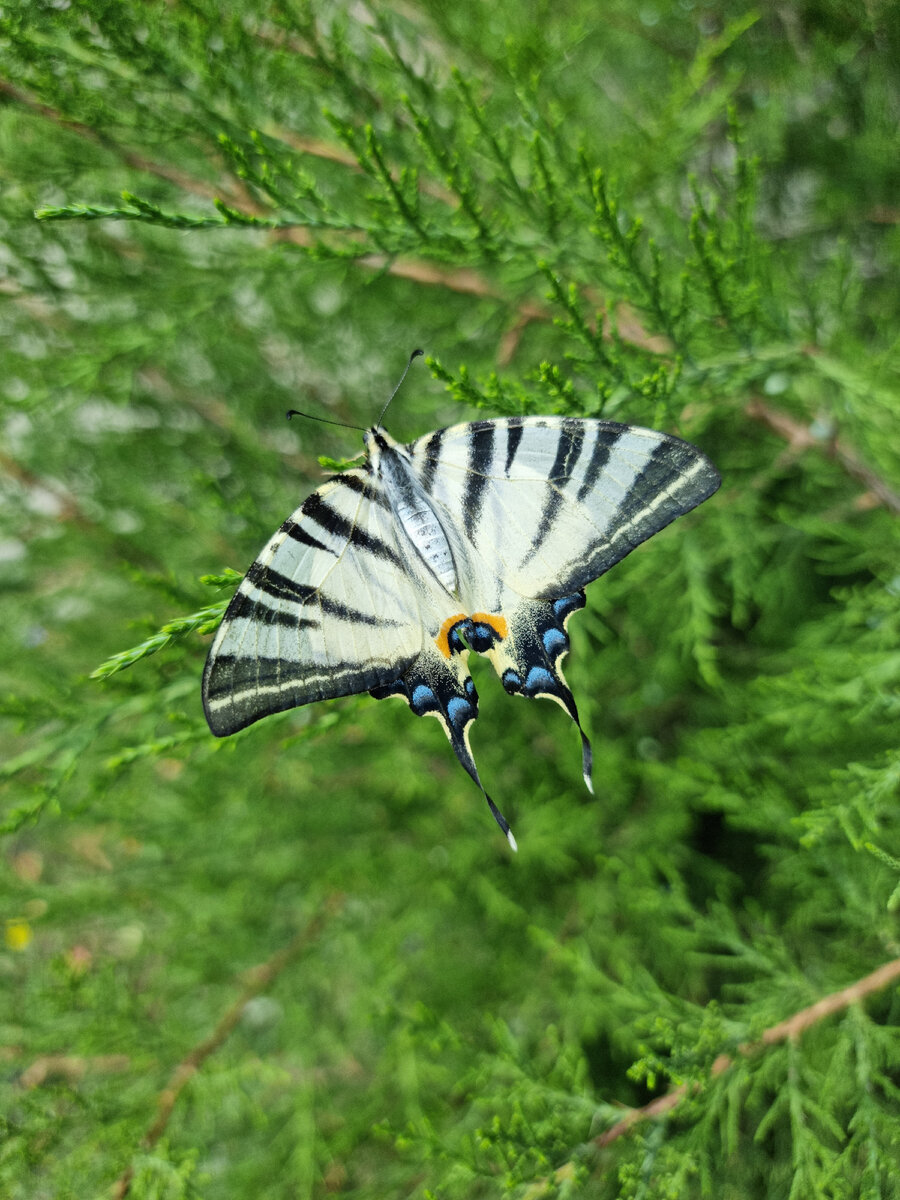 Подалирий. Август 2022 года, г. Железноводск, Ставропольский край, Россия