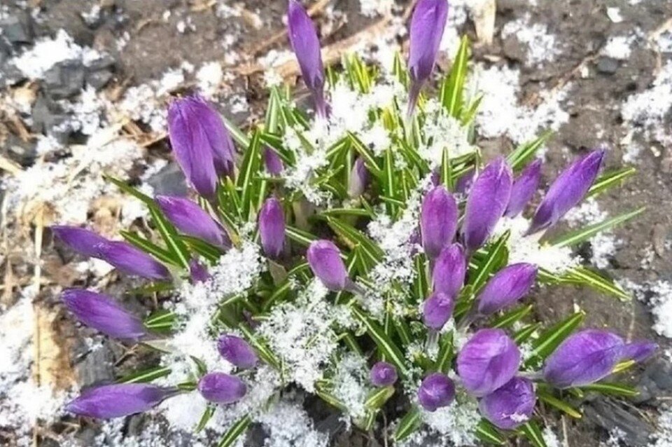     Заморозки в Алтайском крае Дарья САВЕНКО