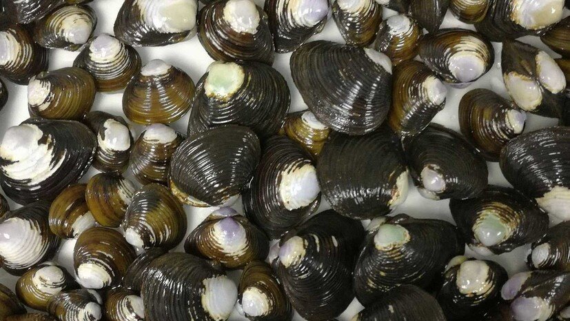     Двустворчатые моллюски рода Corbicula из малых рек Приморского края  Пресс-служба Минобрнауки России