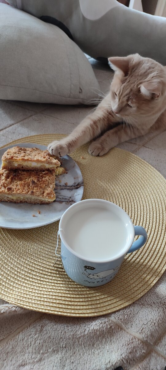 Один наглый рыжий сладкоежка решил украсть у меня 🍰