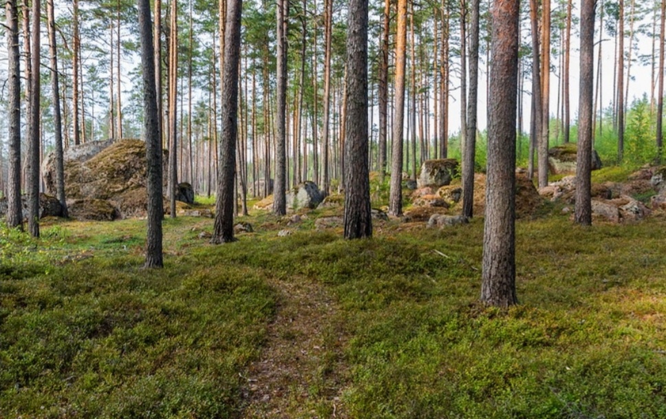 Карельский перешеек алтай. Ландшафт карельского перешейка. Карелия сосны булыжники. 100 часов живем в лесу карельский перешеек. 100 часов живем в лесу карельский перешеек.