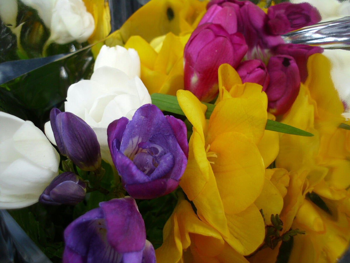 Фрезии. Фото автора