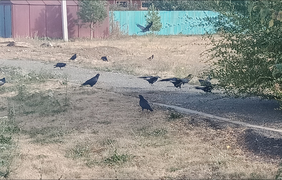 Шла по дороге домой и снимала их.