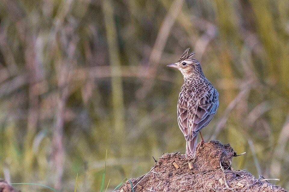     Жаворонки также готовятся к отлёту  Shutterstock
