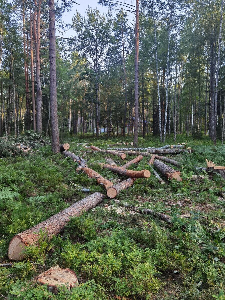 Что делать с корнями и деревьями после спила. | Строительство дома | Дзен