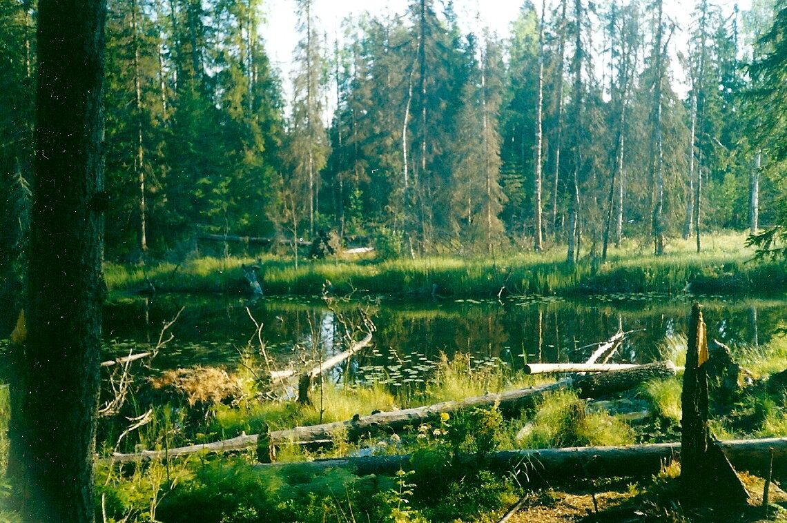 Отсутствие звуков и движений - прямое доказательство аномалии.
Источник фото: https://oir.mobi/uploads/posts/2020-04/1585921112_16-p-bolota.jpg