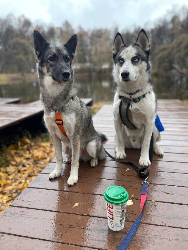 К перестежке закрепили колечко и иногда это была сворка на 2 собаки