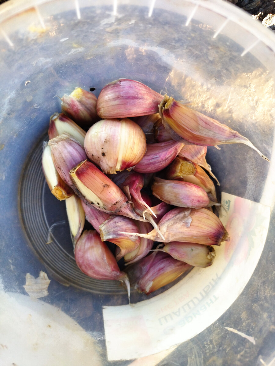 Фото автора. Купила несколько головок озимого чеснока "Добрыня".