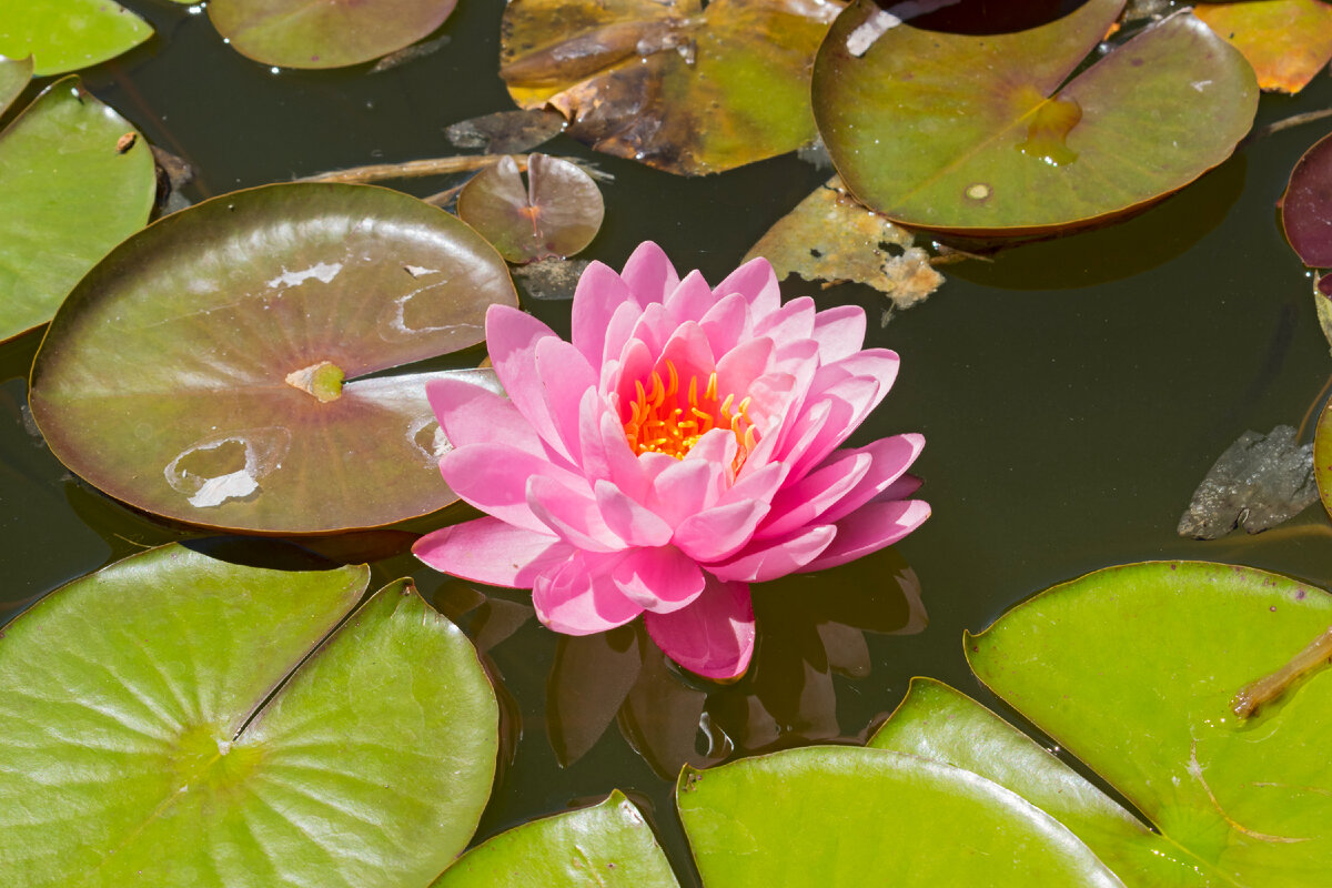 И в обычном много красоты...