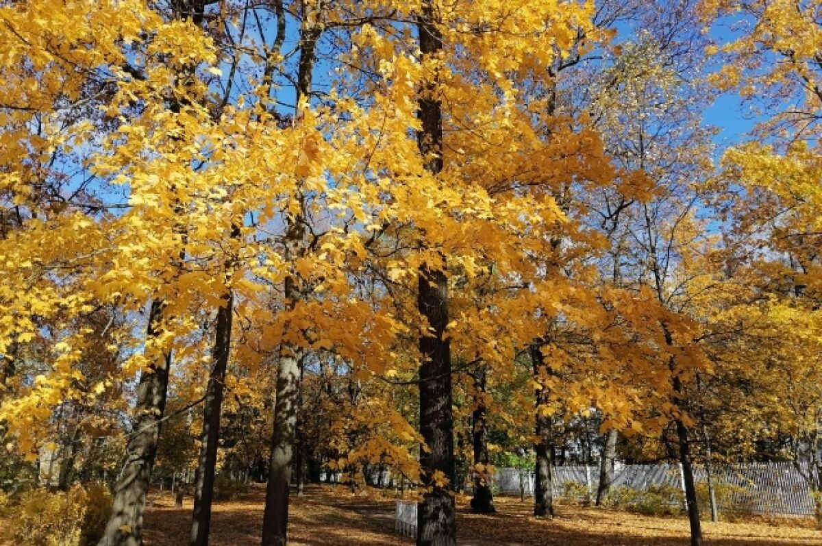   В Томске синоптики прогнозируют до +8 градусов 17 октября