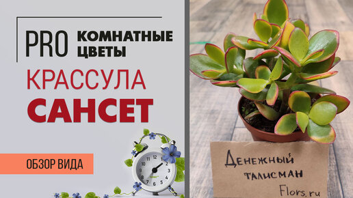 Крассула Сансет - обзор сорта. Интересный суккулент. Толстянка. Денежное дерево