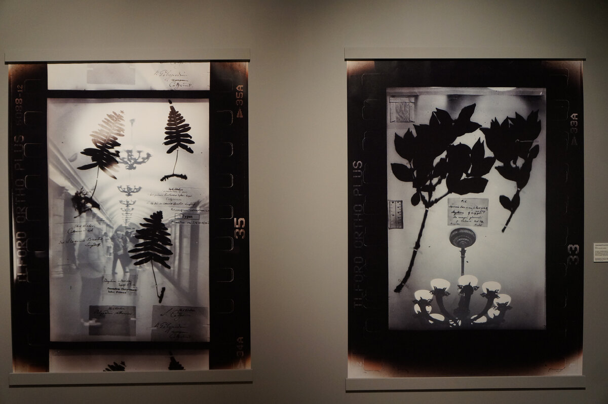 Негатив с изображением растения из гербария 200-летней давности наложенный на фотографию сделанный в наши дни. 