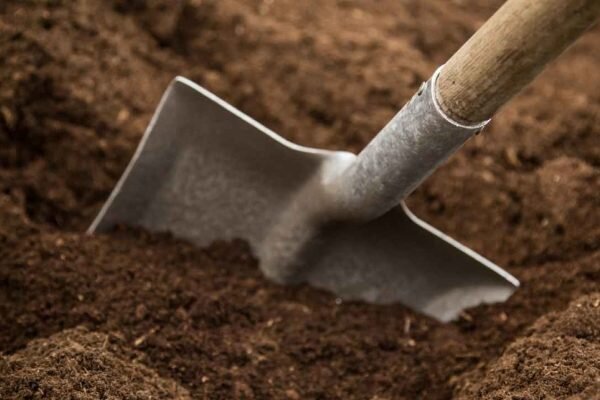 Характеристики груши Лада и её агротехника