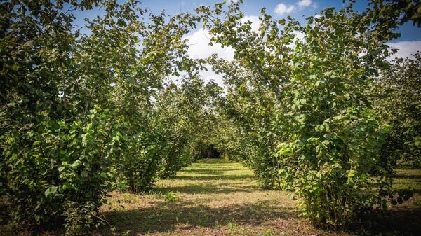   © photo: Sputnik / Stringer